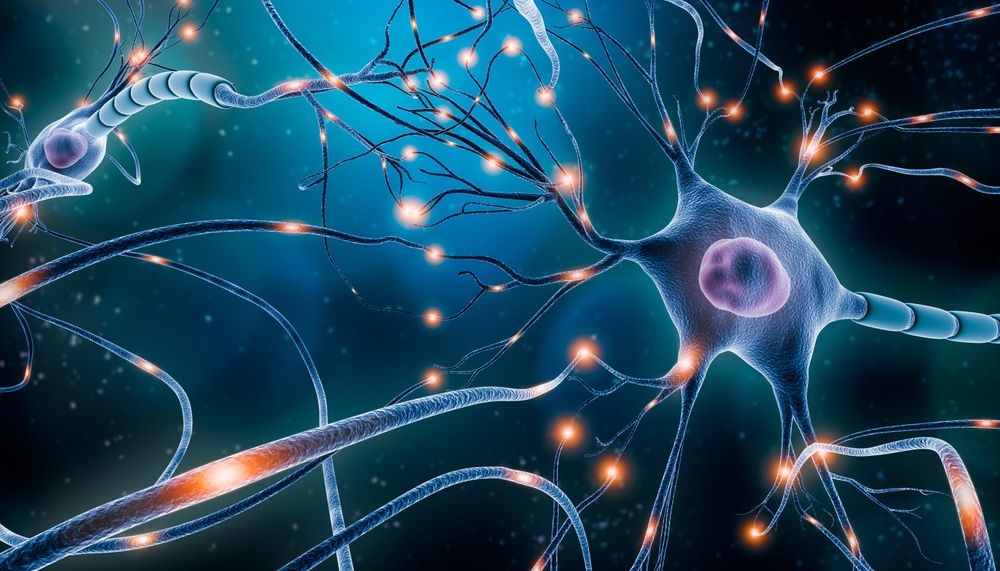 Neuroplasticidad cerebral: cómo tu cerebro sigue cambiando a cualquier edad